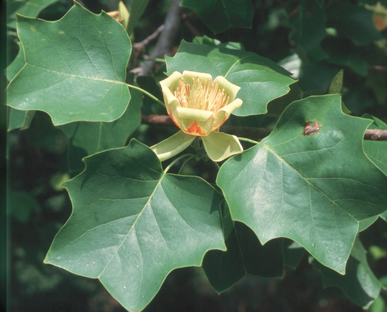 Род Liriodendron (Лириодендрон)